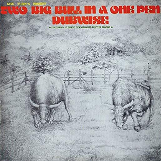 TWO BIG BULL IN A ONE PEN